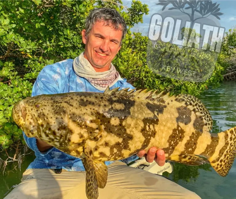 goliath grouper caught on cudjoe key & key west fishing charter