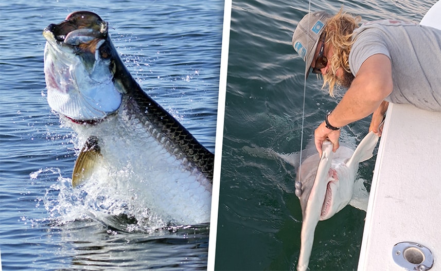 shark and tarpon combo charters